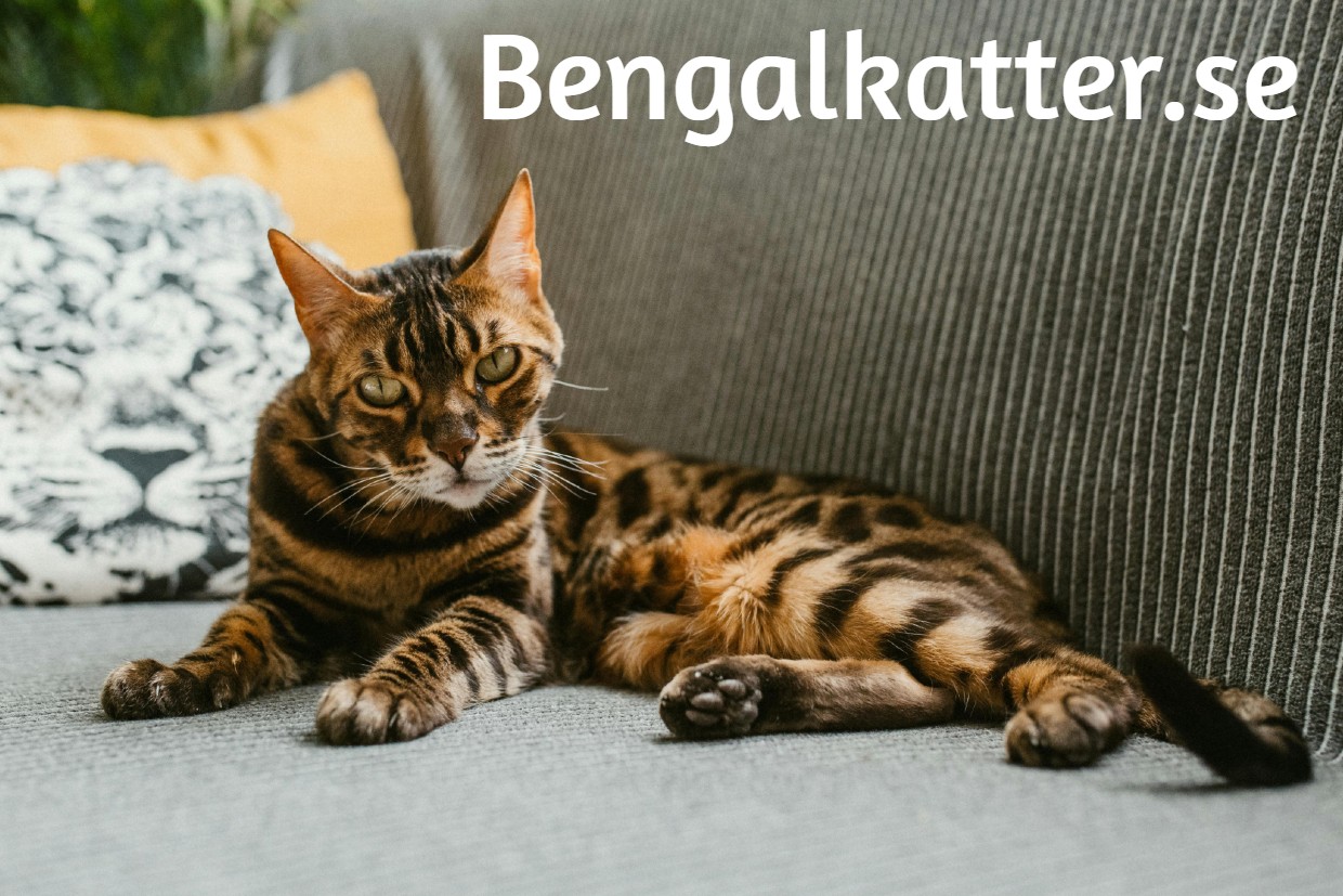 bengalkatter.se - preview image