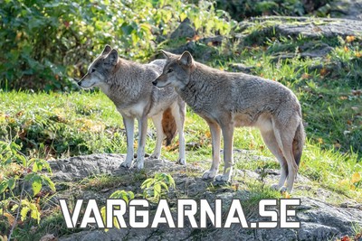vargarna.se - preview image
