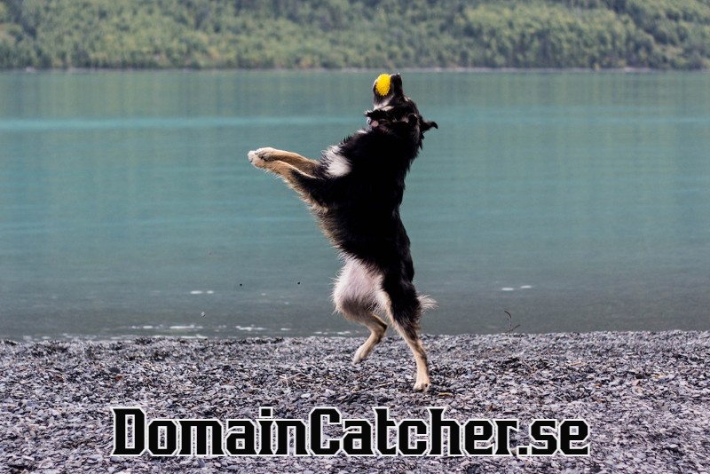 domaincatcher bild